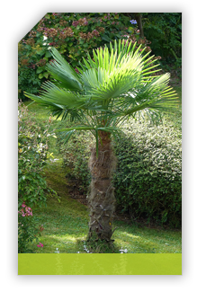 trachycarpus fortunei