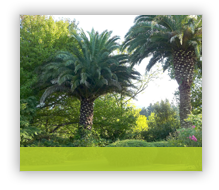 Phoenix canariensis