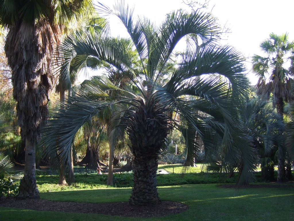 Arbre à laque (Butia capitata)