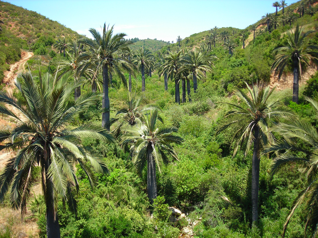 Cocotier du Chili (Jubaea chilensis)