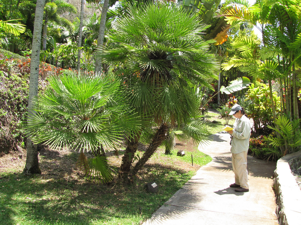 Palmier nain (Chamaerops humilis)