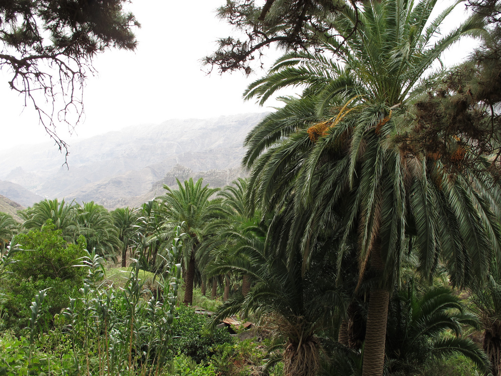 Dattier des Canaries (Phoenix canariensis)