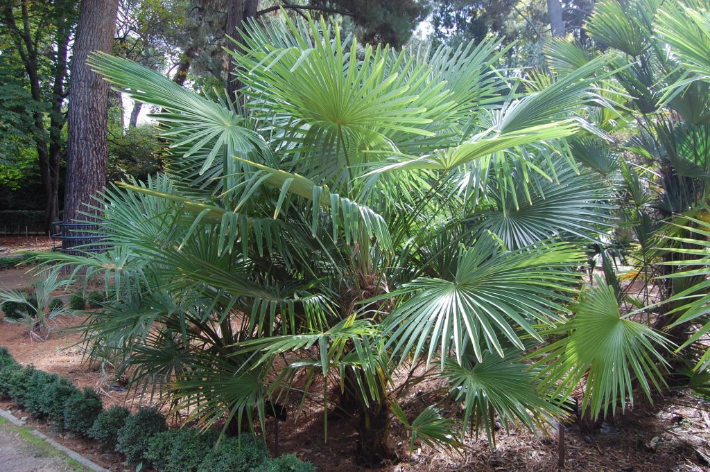 Trachycarpus takil