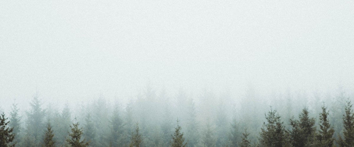 Palmiers en Méditerranée