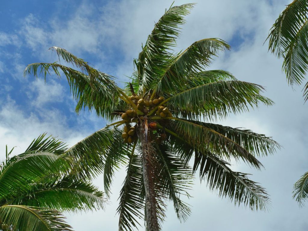Cocotier chargé de noix de coco